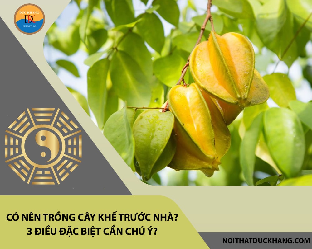 Có nên trồng cây khế trước nhà? 3 điều đặc biệt cần chú ý?