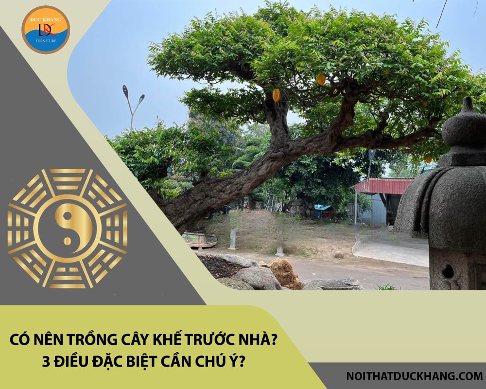 Có nên trồng cây khế trước nhà? 3 điều đặc biệt cần chú ý?