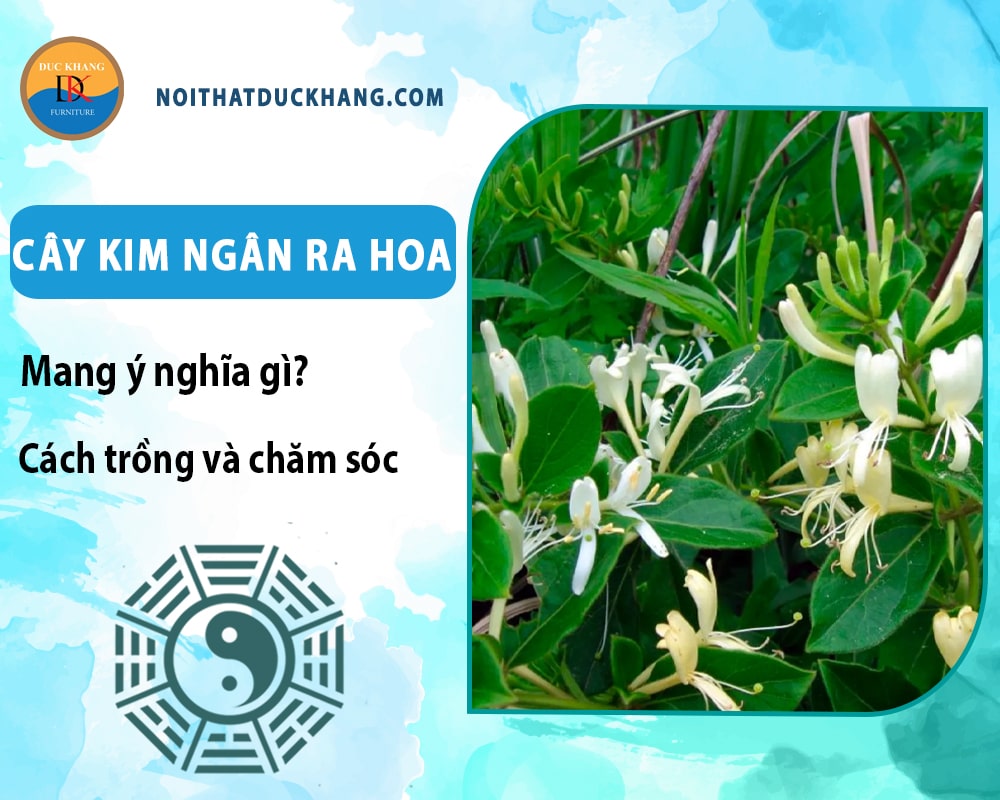 Cây kim ngân ra hoa mang ý nghĩa gì? Cách trồng và chăm sóc Cây kim ngân ra hoa mang ý nghĩa gì? Cách trồng và chăm sóc
