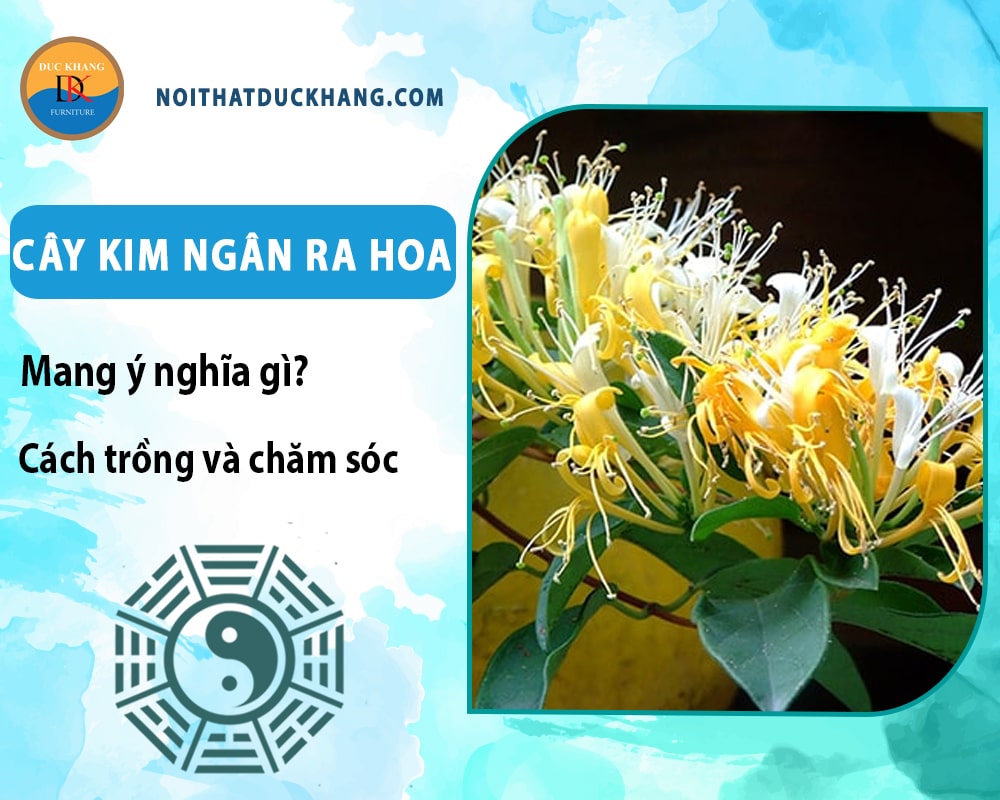 Cây kim ngân ra hoa mang ý nghĩa gì? Cách trồng và chăm sóc Cây kim ngân ra hoa mang ý nghĩa gì? Cách trồng và chăm sóc