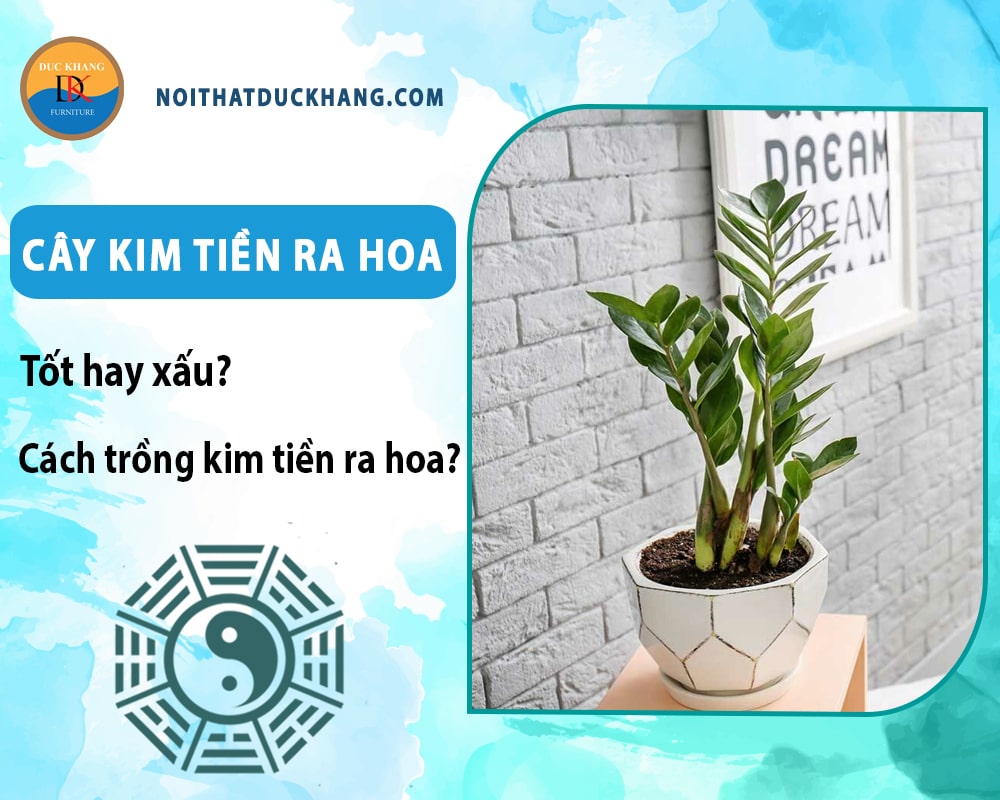 Cây kim tiền ra hoa tốt hay xấu? Cách trồng kim tiền ra hoa? Cây kim tiền ra hoa tốt hay xấu? Cách trồng kim tiền ra hoa?