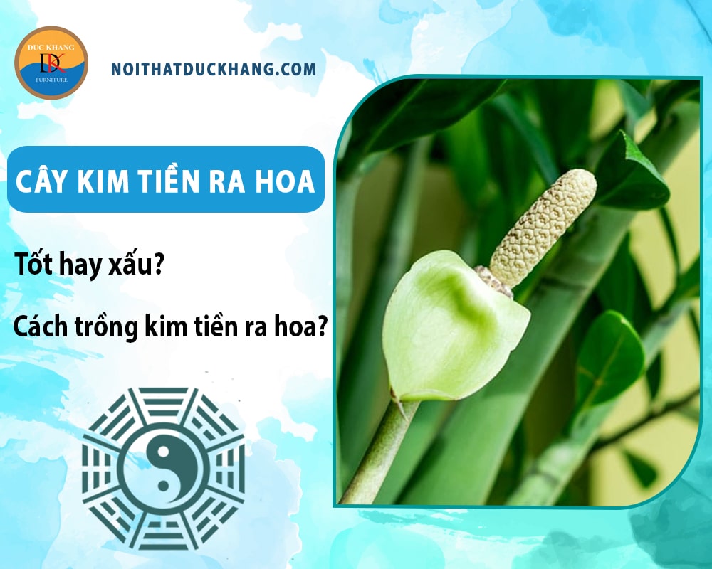 Cây kim tiền ra hoa tốt hay xấu? Cách trồng kim tiền ra hoa? Cây kim tiền ra hoa tốt hay xấu? Cách trồng kim tiền ra hoa?