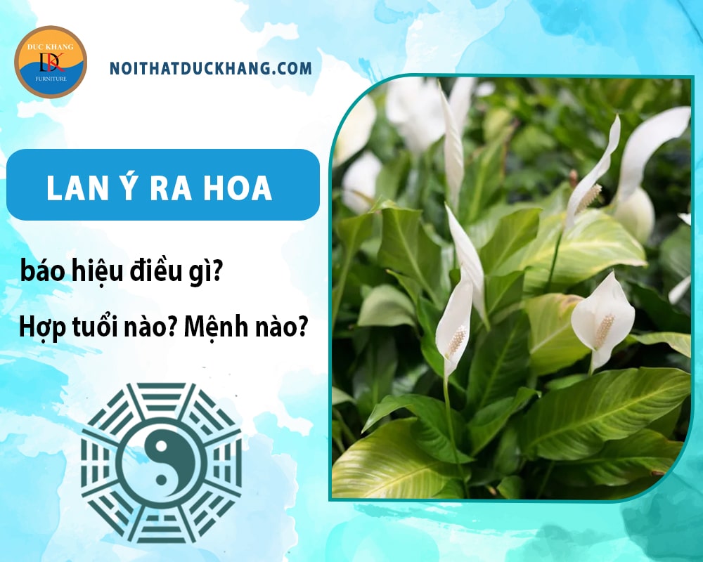 Lan ý ra hoa báo hiệu điều gì? Hợp tuổi nào? Mệnh nào? Lan ý ra hoa báo hiệu điều gì? Hợp tuổi nào? Mệnh nào?