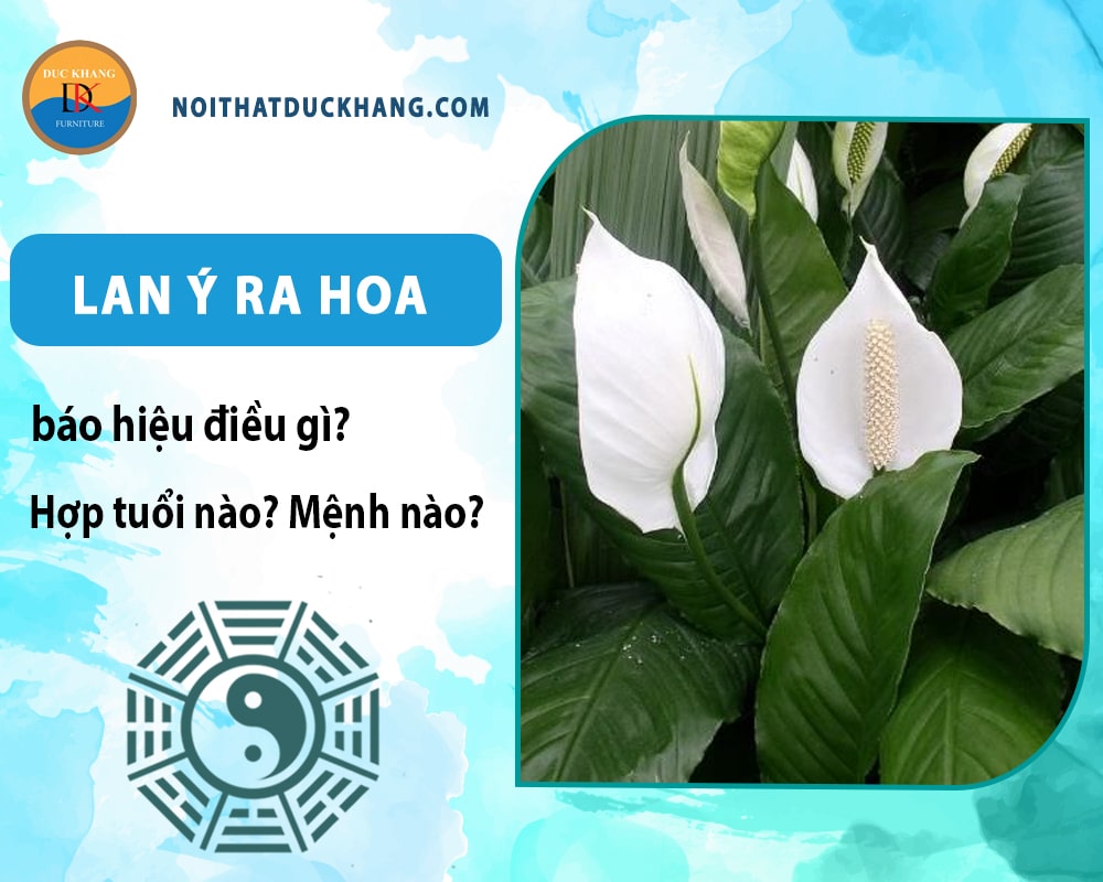 Lan ý ra hoa báo hiệu điều gì? Hợp tuổi nào? Mệnh nào? Lan ý ra hoa báo hiệu điều gì? Hợp tuổi nào? Mệnh nào?