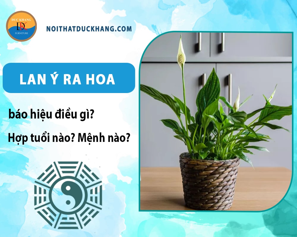 Lan ý ra hoa báo hiệu điều gì? Hợp tuổi nào? Mệnh nào? Lan ý ra hoa báo hiệu điều gì? Hợp tuổi nào? Mệnh nào?