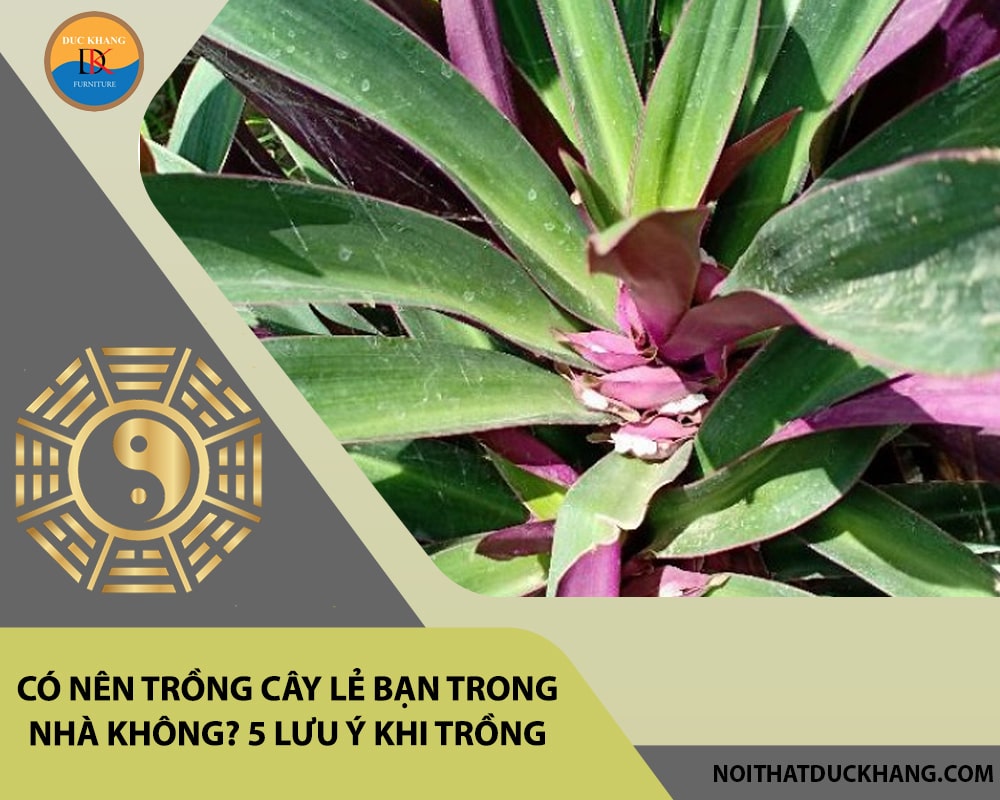 Có nên trồng cây lẻ bạn trong nhà không? 5 lưu ý khi trồng