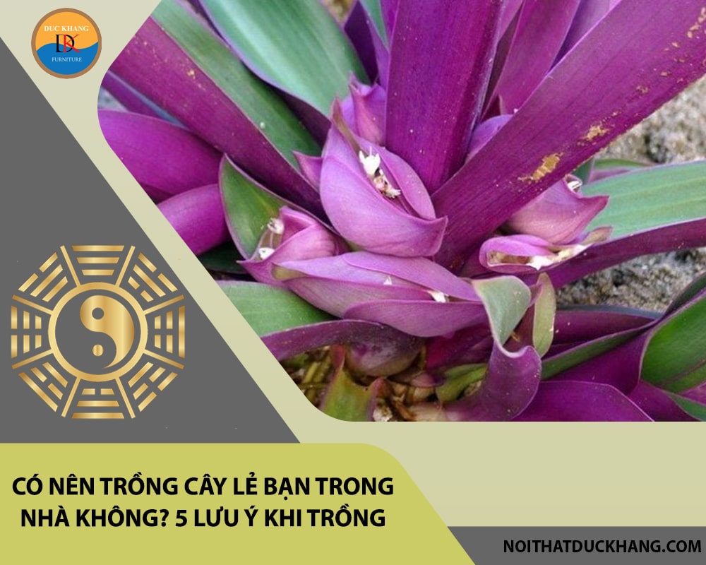 Có nên trồng cây lẻ bạn trong nhà không? 5 lưu ý khi trồng