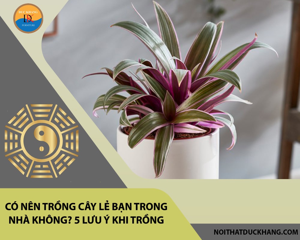 Có nên trồng cây lẻ bạn trong nhà không? 5 lưu ý khi trồng