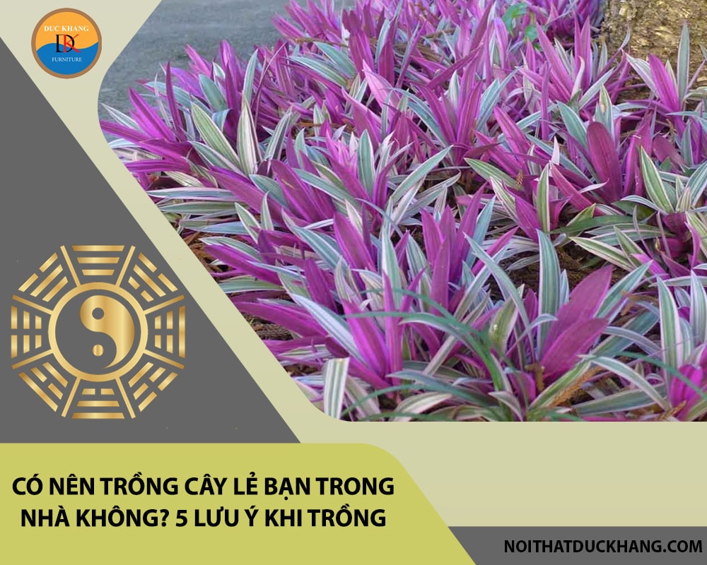 Có nên trồng cây lẻ bạn trong nhà không? 5 lưu ý khi trồng