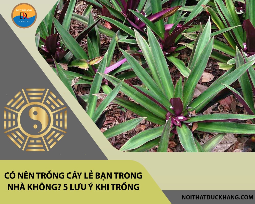 Có nên trồng cây lẻ bạn trong nhà không? 5 lưu ý khi trồng