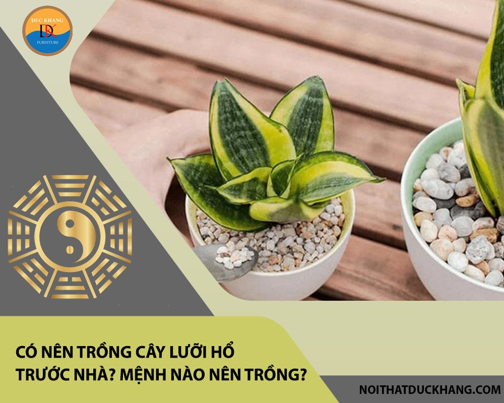 Có nên trồng cây lưỡi hổ trước nhà? Mệnh nào nên trồng?