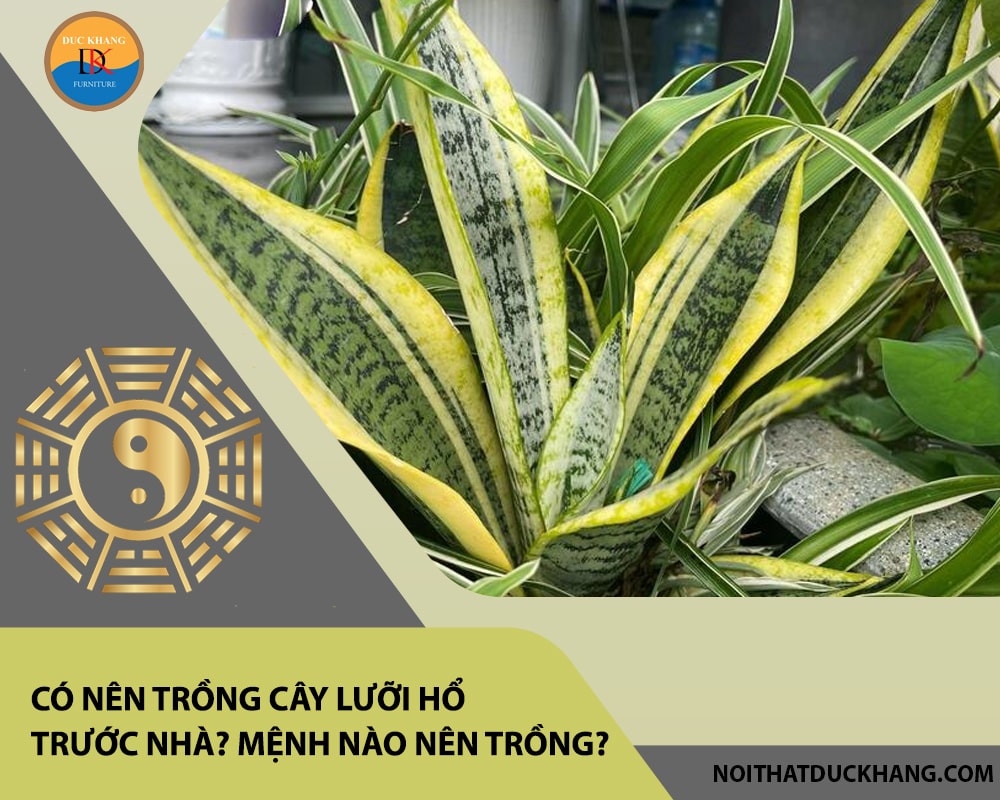 Có nên trồng cây lưỡi hổ trước nhà? Mệnh nào nên trồng?
