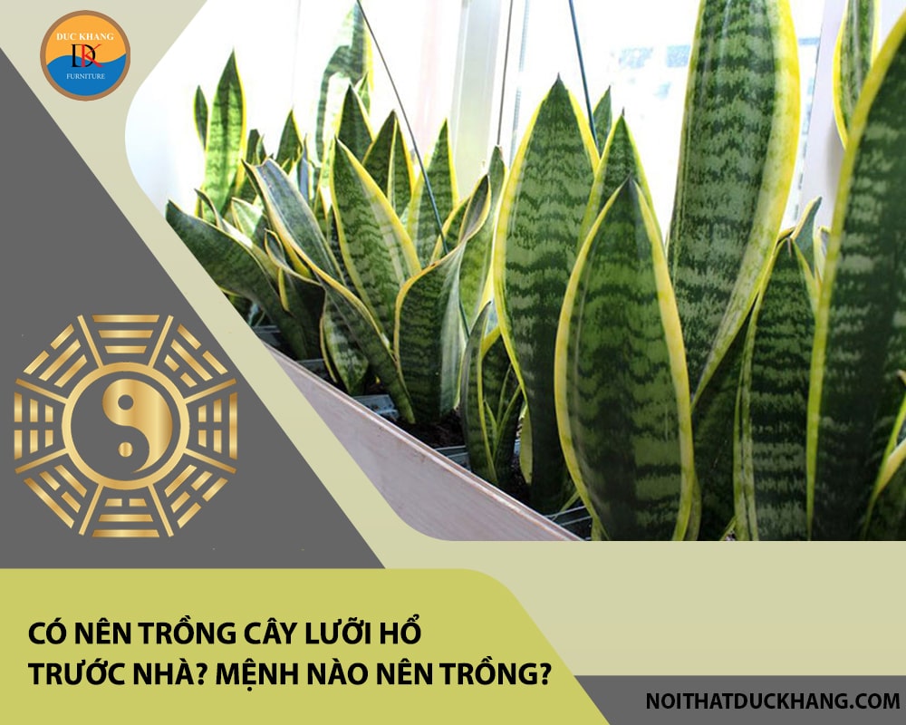 Có nên trồng cây lưỡi hổ trước nhà? Mệnh nào nên trồng?