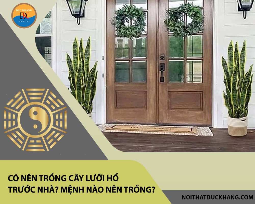 Có nên trồng cây lưỡi hổ trước nhà? Mệnh nào nên trồng?