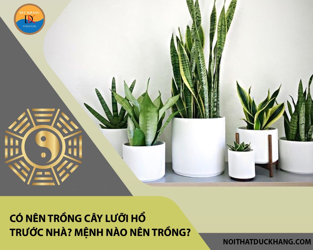 Có nên trồng cây lưỡi hổ trước nhà? Mệnh nào nên trồng?