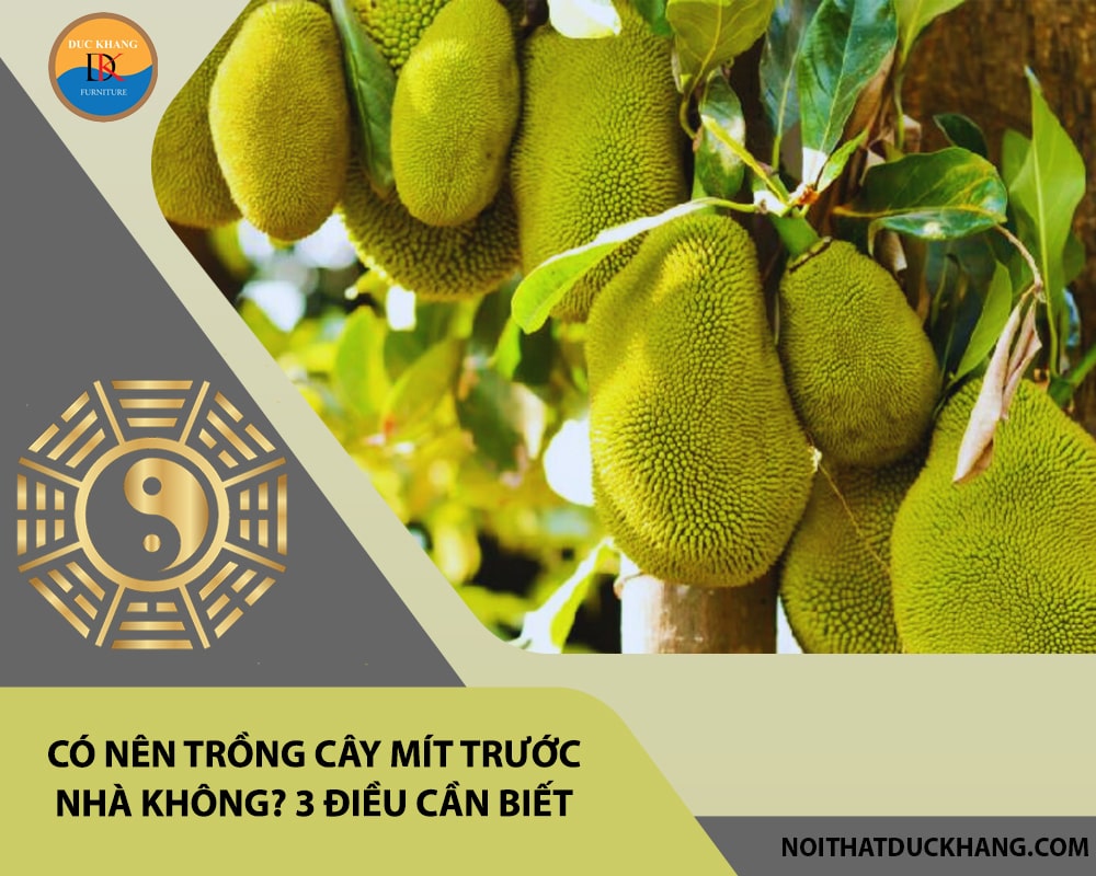 Có nên trồng cây mít trước nhà không? 3 điều cần biết