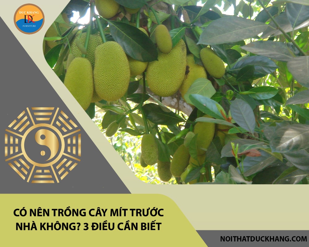 Có nên trồng cây mít trước nhà không? 3 điều cần biết