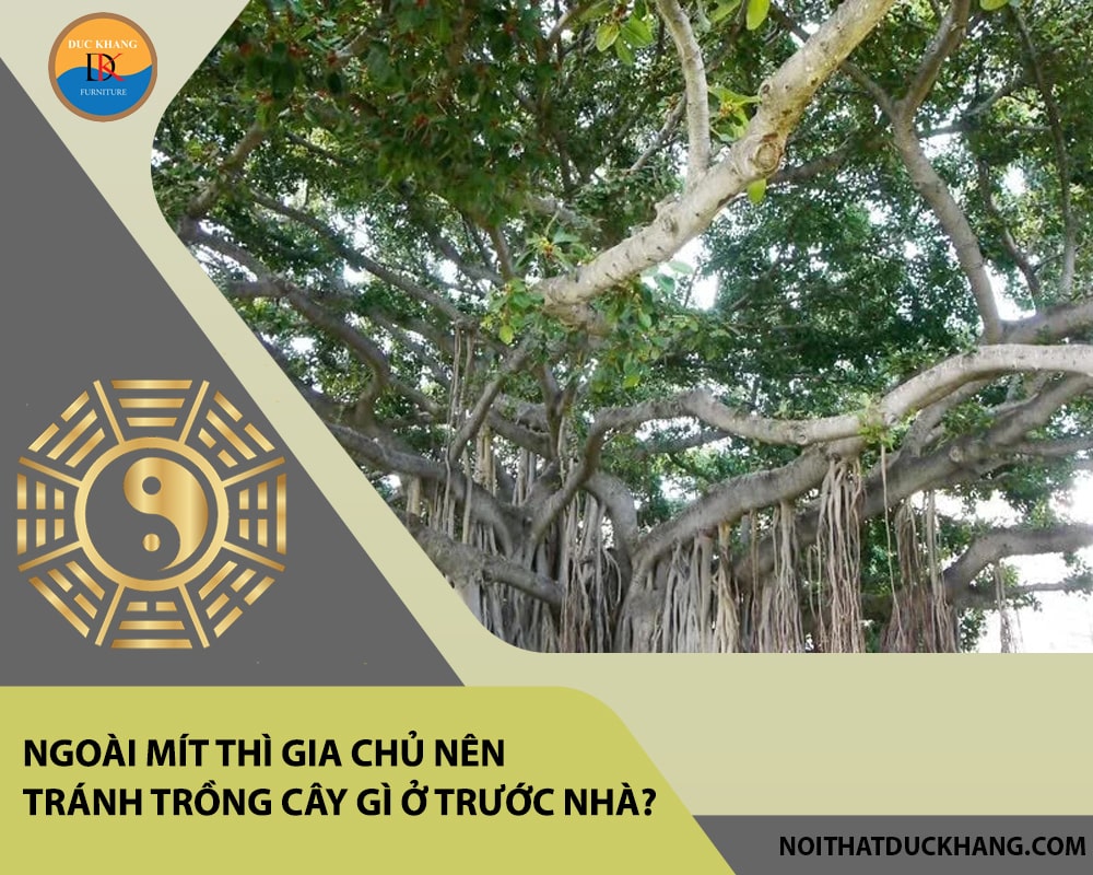 Ngoài mít thì gia chủ nên tránh trồng cây gì ở trước nhà?