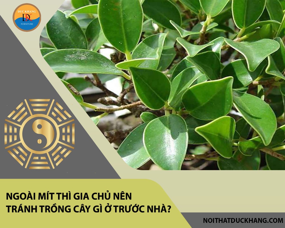 Ngoài mít thì gia chủ nên tránh trồng cây gì ở trước nhà?