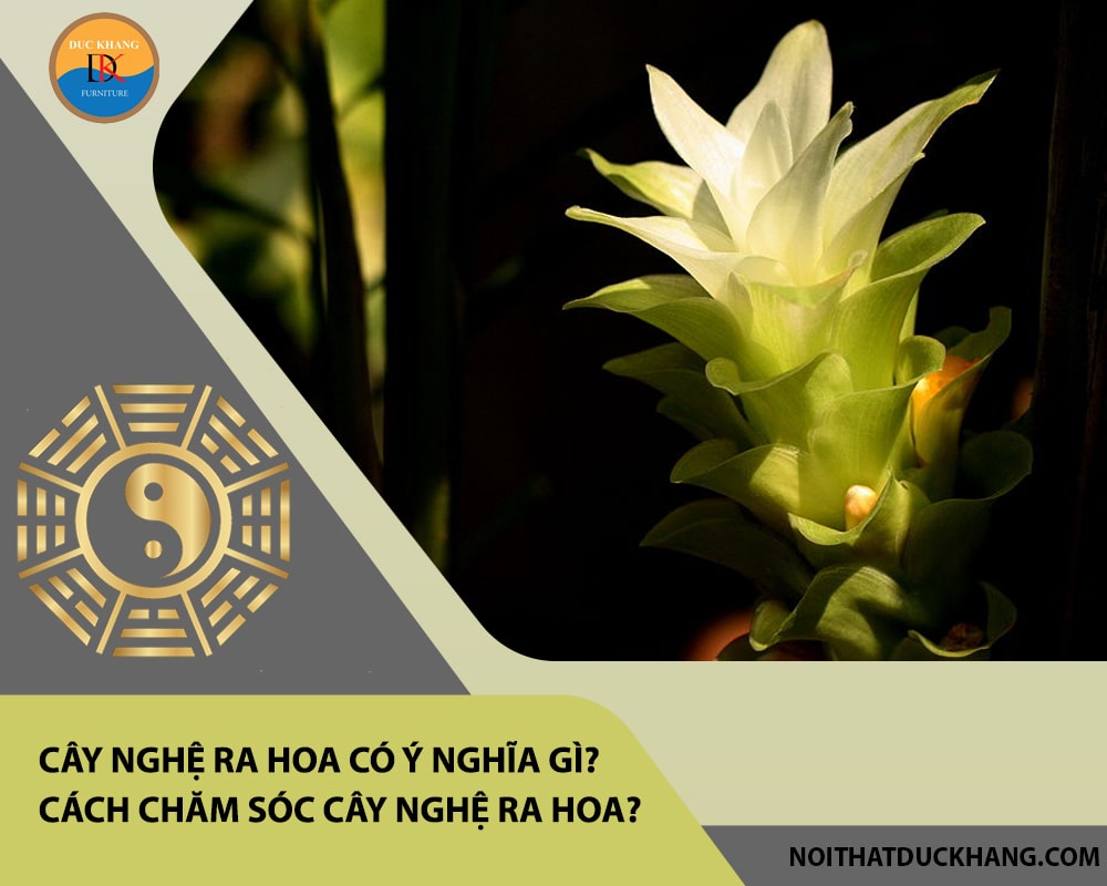 Cây nghệ ra hoa có ý nghĩa gì? Cách chăm sóc cây nghệ ra hoa? Cây nghệ ra hoa có ý nghĩa gì? Cách chăm sóc cây nghệ ra hoa?