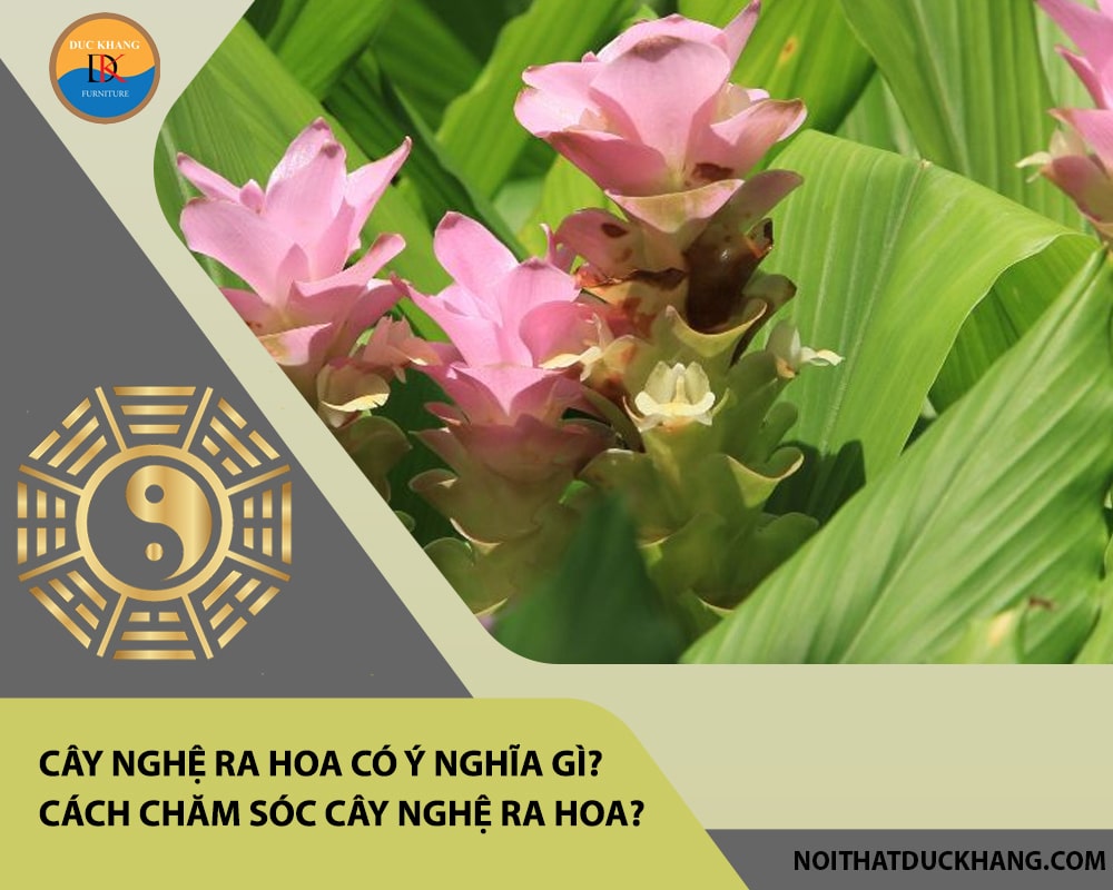 Cây nghệ ra hoa có ý nghĩa gì? Cách chăm sóc cây nghệ ra hoa? Cây nghệ ra hoa có ý nghĩa gì? Cách chăm sóc cây nghệ ra hoa?