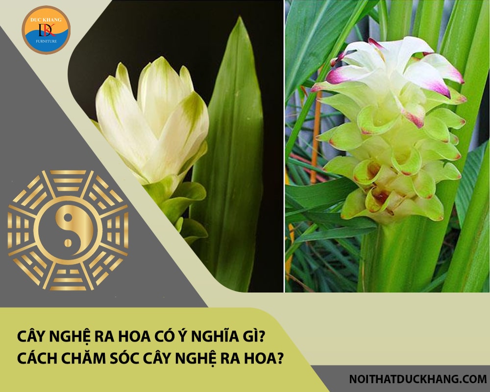 Cây nghệ ra hoa có ý nghĩa gì? Cách chăm sóc cây nghệ ra hoa? Cây nghệ ra hoa có ý nghĩa gì? Cách chăm sóc cây nghệ ra hoa?