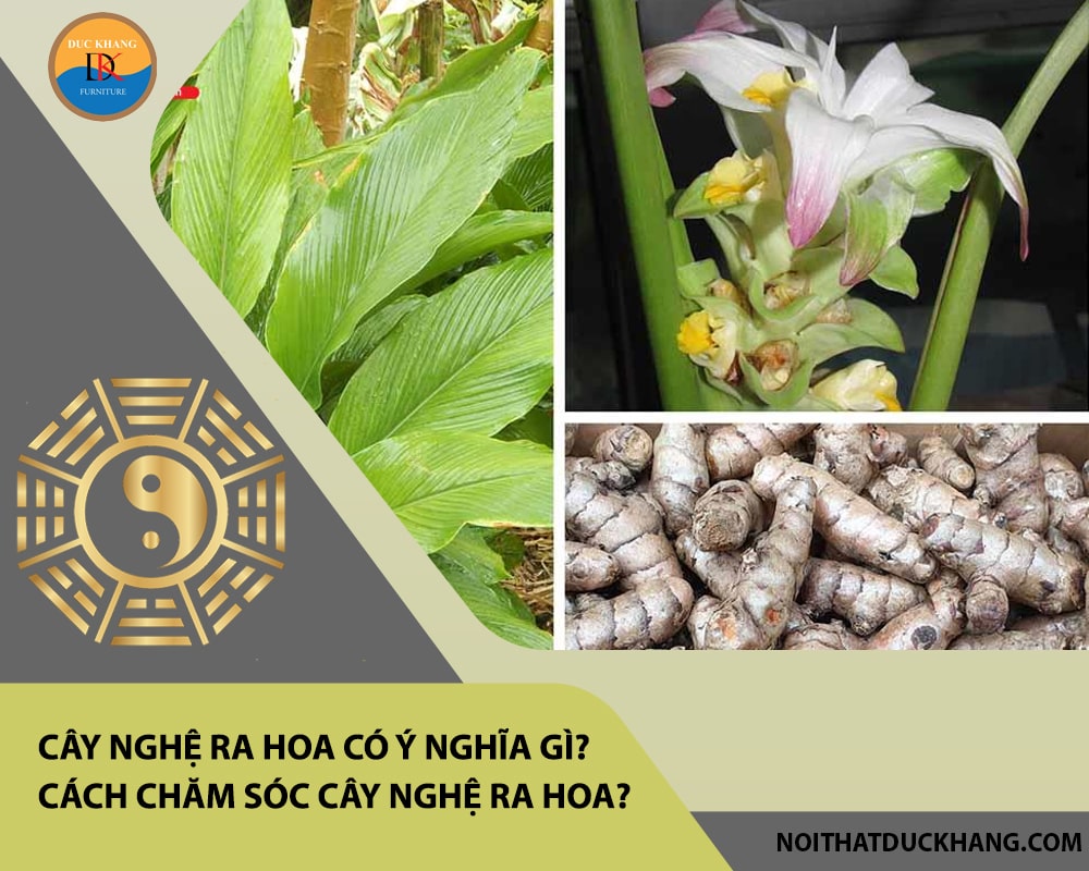 Cây nghệ ra hoa có ý nghĩa gì? Cách chăm sóc cây nghệ ra hoa? Cây nghệ ra hoa có ý nghĩa gì? Cách chăm sóc cây nghệ ra hoa?