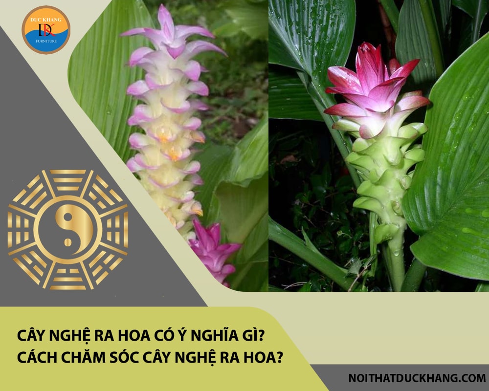 Cây nghệ ra hoa có ý nghĩa gì? Cách chăm sóc cây nghệ ra hoa? Cây nghệ ra hoa có ý nghĩa gì? Cách chăm sóc cây nghệ ra hoa?