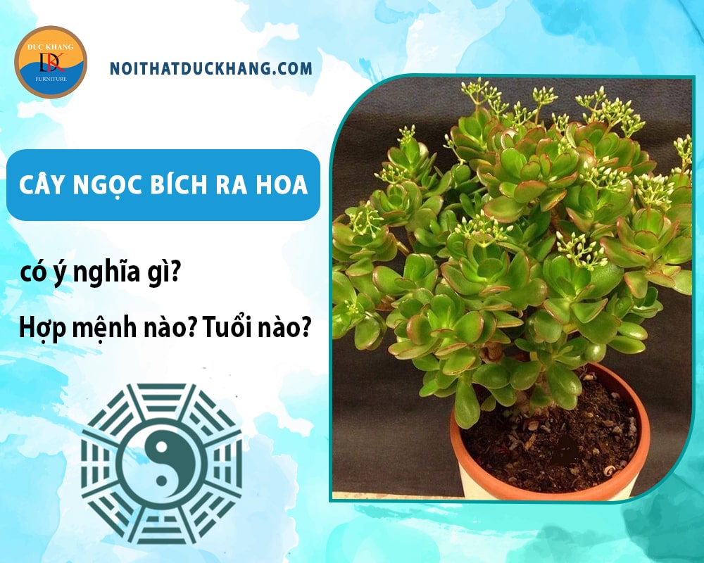 Cây ngọc bích ra hoa có ý nghĩa gì? Hợp tuổi nào? Mệnh nào? Cây ngọc bích ra hoa có ý nghĩa gì? Hợp tuổi nào? Mệnh nào?