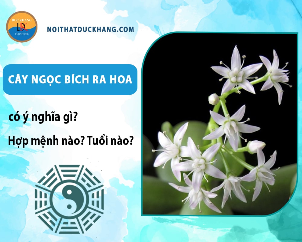 Cây ngọc bích ra hoa có ý nghĩa gì? Hợp tuổi nào? Mệnh nào? Cây ngọc bích ra hoa có ý nghĩa gì? Hợp tuổi nào? Mệnh nào?