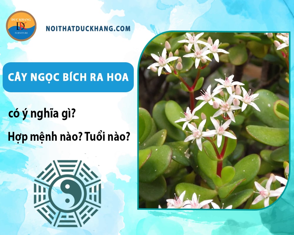 Cây ngọc bích ra hoa có ý nghĩa gì? Hợp tuổi nào? Mệnh nào? Cây ngọc bích ra hoa có ý nghĩa gì? Hợp tuổi nào? Mệnh nào?
