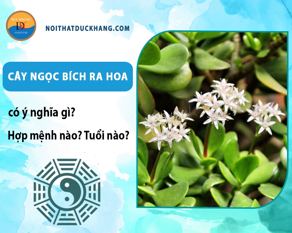 Cây ngọc bích ra hoa có ý nghĩa gì? Hợp tuổi nào? Mệnh nào? Cây ngọc bích ra hoa có ý nghĩa gì? Hợp tuổi nào? Mệnh nào?