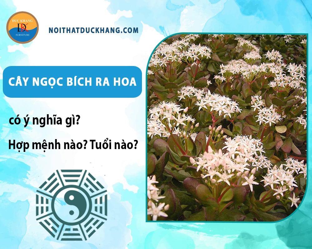 Cây ngọc bích ra hoa có ý nghĩa gì? Hợp tuổi nào? Mệnh nào? Cây ngọc bích ra hoa có ý nghĩa gì? Hợp tuổi nào? Mệnh nào?