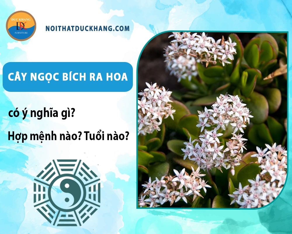 Cây ngọc bích ra hoa có ý nghĩa gì? Hợp tuổi nào? Mệnh nào? Cây ngọc bích ra hoa có ý nghĩa gì? Hợp tuổi nào? Mệnh nào?