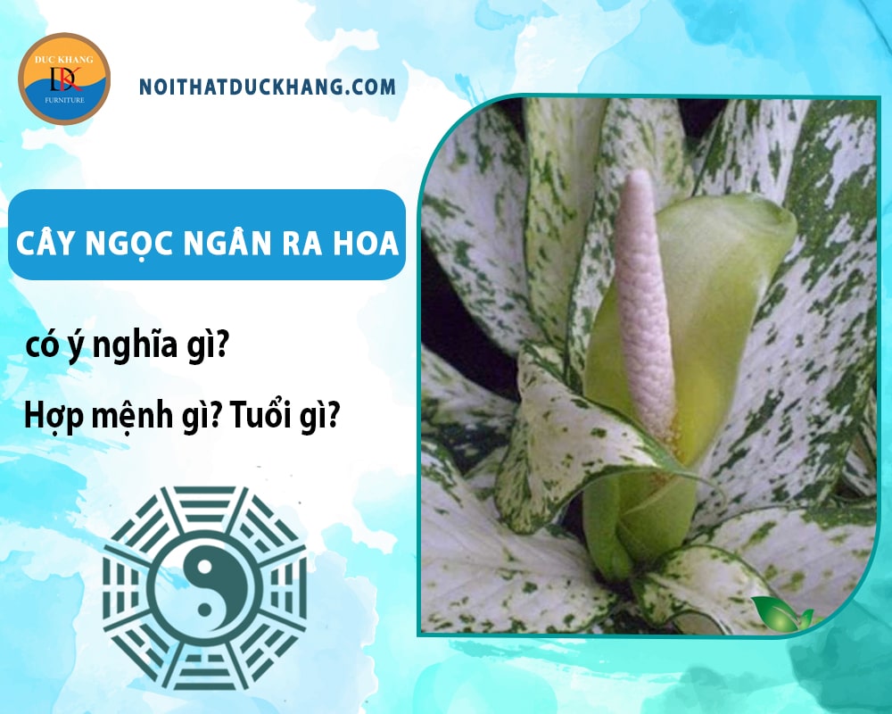 Cây ngọc ngân ra hoa có ý nghĩa gì? Hợp mệnh gì? Tuổi gì?