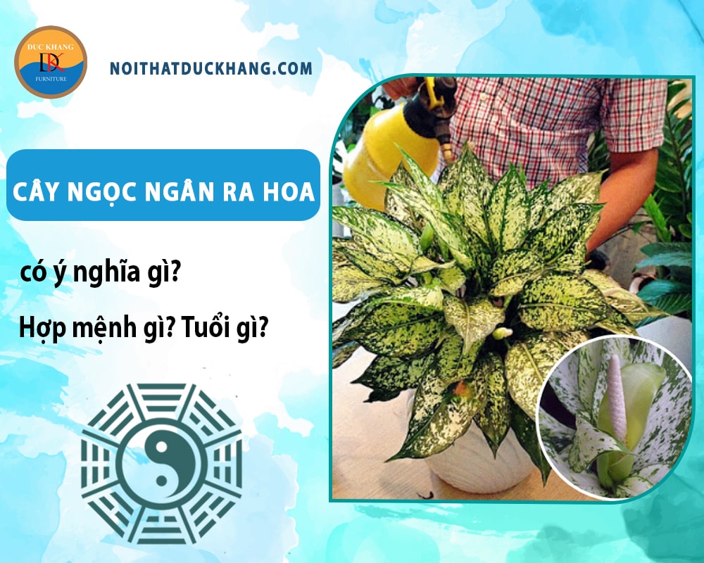 Cây ngọc ngân ra hoa có ý nghĩa gì? Hợp mệnh gì? Tuổi gì?