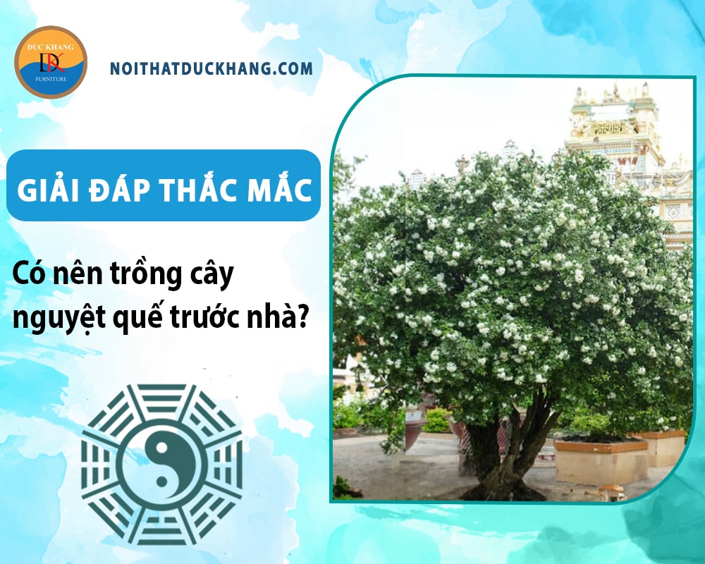 Giải đáp thắc mắc: Có nên trồng cây nguyệt quế trước nhà? Giải đáp thắc mắc: Có nên trồng cây nguyệt quế trước nhà?