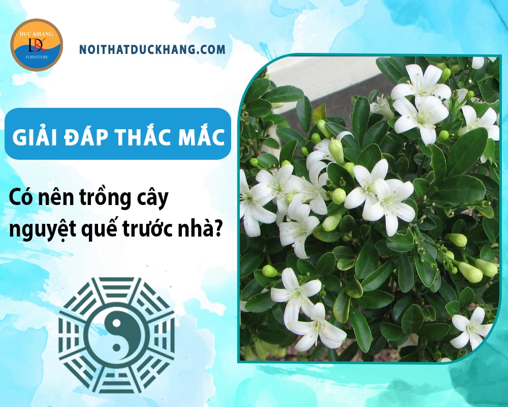 Giải đáp thắc mắc: Có nên trồng cây nguyệt quế trước nhà? Giải đáp thắc mắc: Có nên trồng cây nguyệt quế trước nhà?