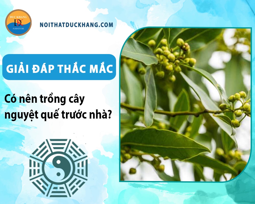 Giải đáp thắc mắc: Có nên trồng cây nguyệt quế trước nhà? Giải đáp thắc mắc: Có nên trồng cây nguyệt quế trước nhà?