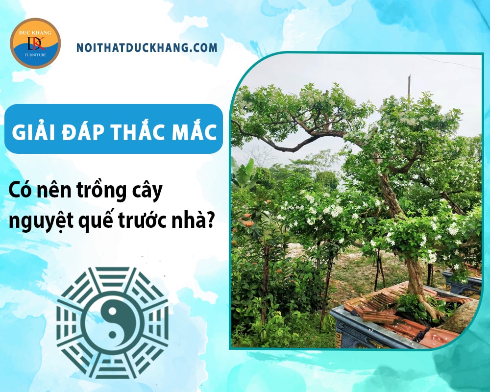 Giải đáp thắc mắc: Có nên trồng cây nguyệt quế trước nhà? Giải đáp thắc mắc: Có nên trồng cây nguyệt quế trước nhà?