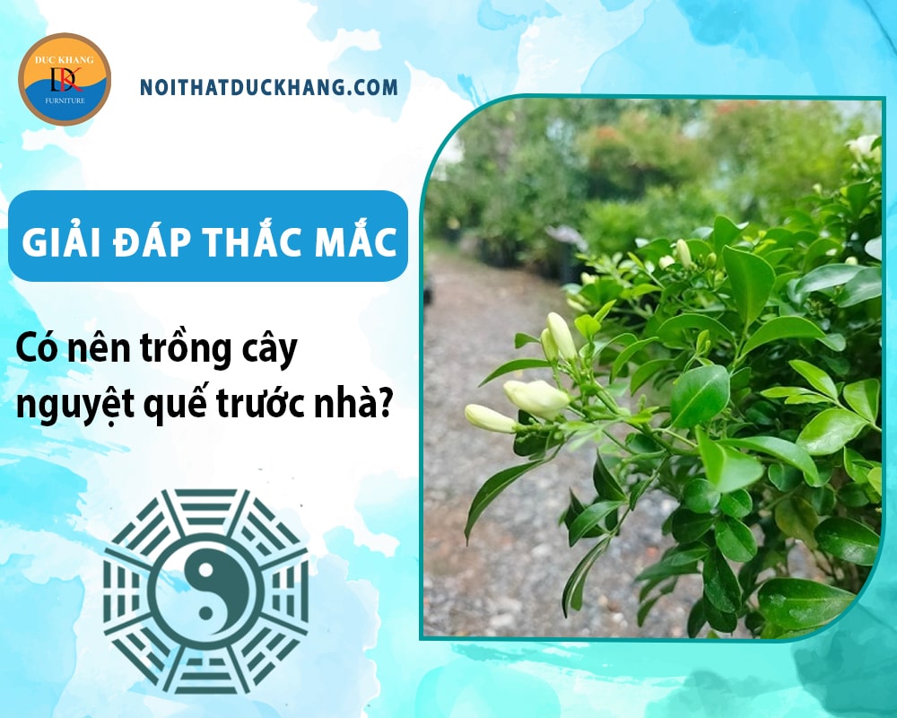 Giải đáp thắc mắc: Có nên trồng cây nguyệt quế trước nhà? Giải đáp thắc mắc: Có nên trồng cây nguyệt quế trước nhà?