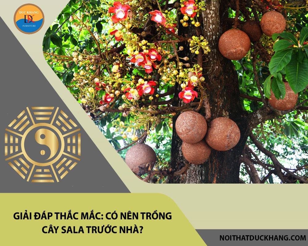 Giải đáp thắc mắc: Có nên trồng cây sala trước nhà? Giải đáp thắc mắc: Có nên trồng cây sala trước nhà?