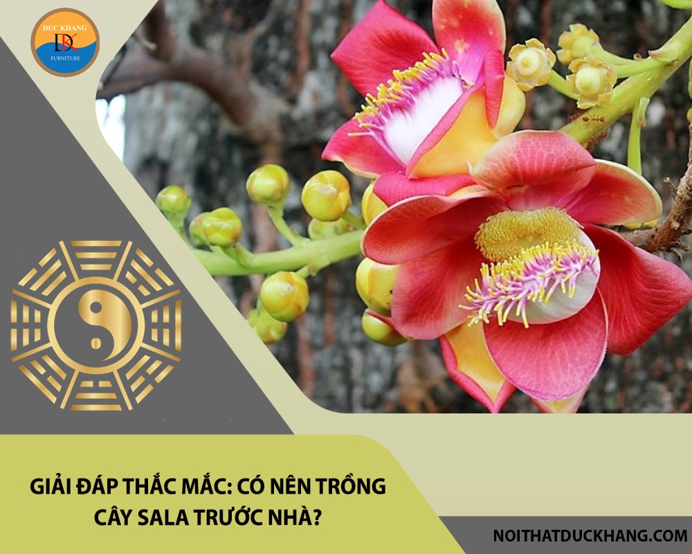 Giải đáp thắc mắc: Có nên trồng cây sala trước nhà? Giải đáp thắc mắc: Có nên trồng cây sala trước nhà?