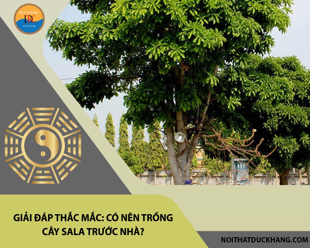 Giải đáp thắc mắc: Có nên trồng cây sala trước nhà? Giải đáp thắc mắc: Có nên trồng cây sala trước nhà?