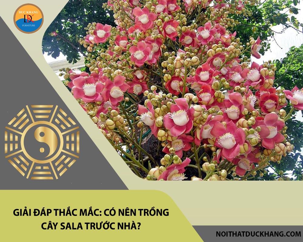 Giải đáp thắc mắc: Có nên trồng cây sala trước nhà? Giải đáp thắc mắc: Có nên trồng cây sala trước nhà?