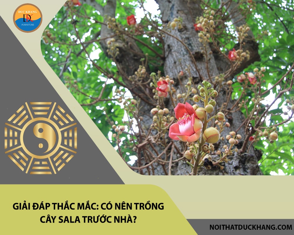 Giải đáp thắc mắc: Có nên trồng cây sala trước nhà?