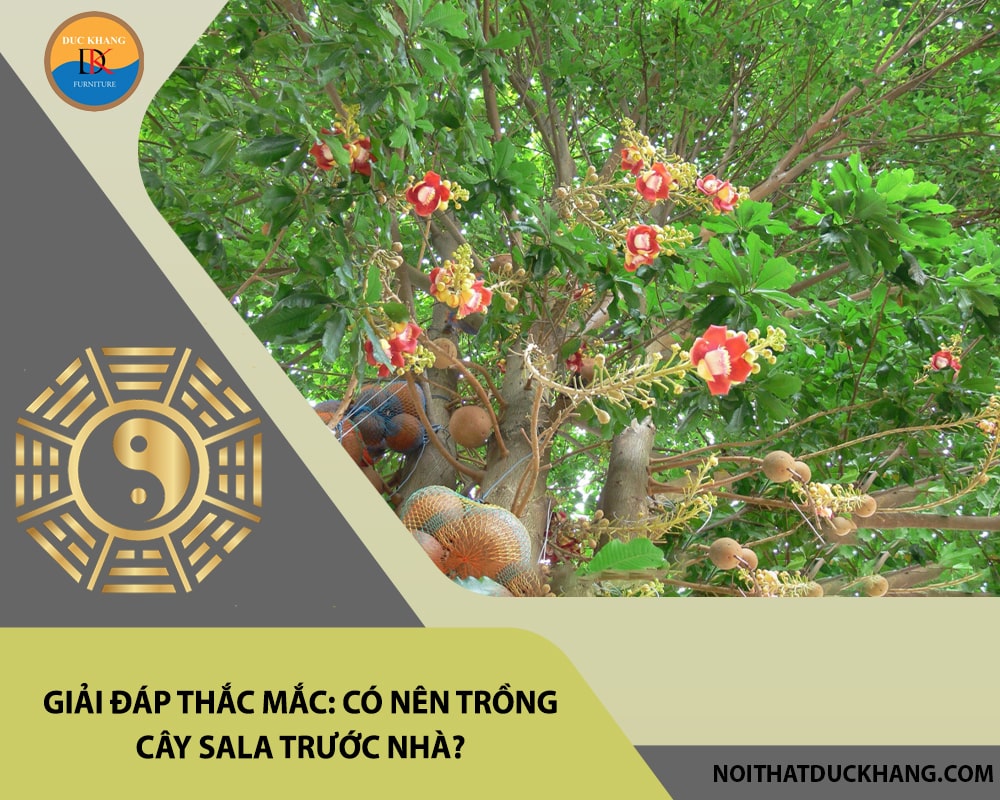 Giải đáp thắc mắc: Có nên trồng cây sala trước nhà? Giải đáp thắc mắc: Có nên trồng cây sala trước nhà?