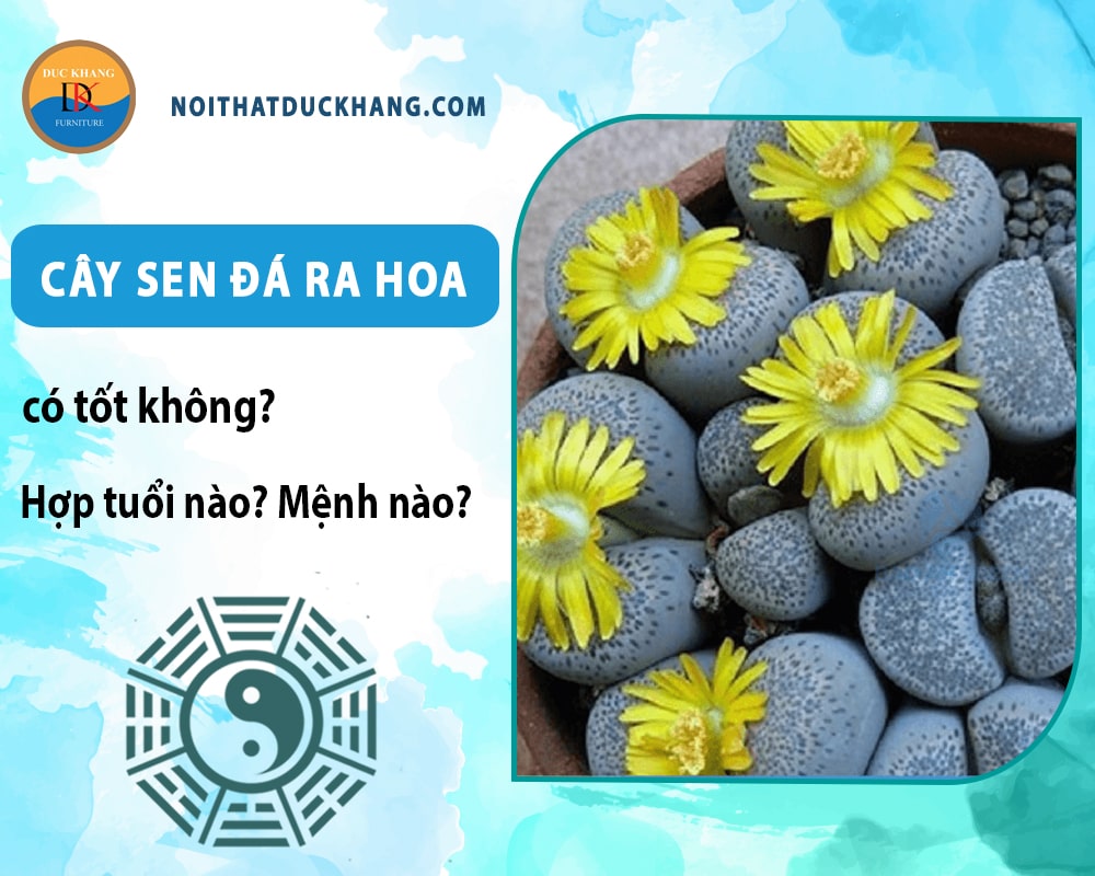 Cây sen đá ra hoa có tốt không? Hợp tuổi nào? Mệnh nào? Cây sen đá ra hoa có tốt không? Hợp tuổi nào? Mệnh nào?