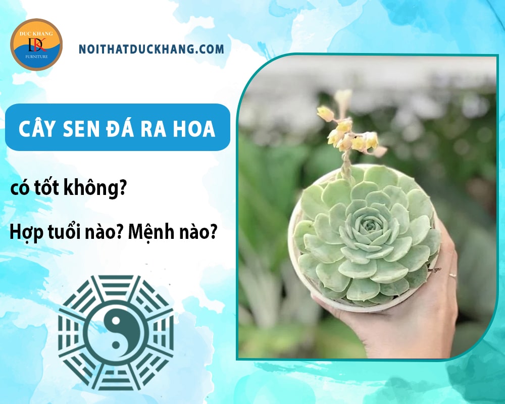 Cây sen đá ra hoa có tốt không? Hợp tuổi nào? Mệnh nào? Cây sen đá ra hoa có tốt không? Hợp tuổi nào? Mệnh nào?