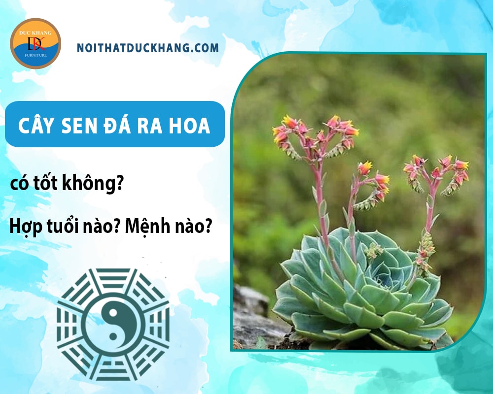 Cây sen đá ra hoa có tốt không? Hợp tuổi nào? Mệnh nào? Cây sen đá ra hoa có tốt không? Hợp tuổi nào? Mệnh nào?